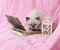 Kitten with book and Lantern on pink background