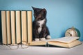 Kitten between books on a white table on a blue background Royalty Free Stock Photo