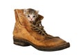 Kitten in Boot