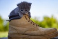 Kitten in the boot, little cat smoky color and blue eyes , in the summer green nature background Royalty Free Stock Photo