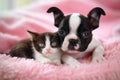 Kitten and Boston terrier puppy Royalty Free Stock Photo