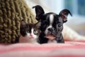 Kitten and Boston terrier puppy Royalty Free Stock Photo