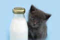 Kitten and a bottle of milk. Gray cat with food in shopping cart. Blu background. Copy space Royalty Free Stock Photo