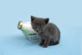 Kitten and a bottle of milk. Gray cat with food in shopping cart. Blu background. Copy space Royalty Free Stock Photo