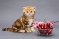 Kitten and a bowl with cherry Royalty Free Stock Photo
