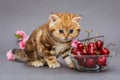 Kitten and a bowl with cherry Royalty Free Stock Photo