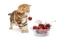 Kitten and a bowl with cherry Royalty Free Stock Photo