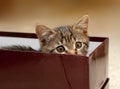 Kitten in Box Royalty Free Stock Photo