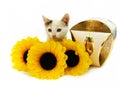 Kitten, box of sweets and yellow flowers