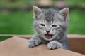 Kitten in a box yawning