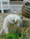 Kitten in boxe in garden