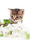 kitten with a branch of apple blossoms Royalty Free Stock Photo