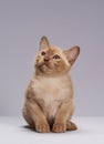 Kitten breed Burma on a light background