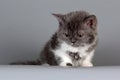 Kitten of breed Selkirk Rex grey-white color on gray background