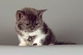 Kitten of breed Selkirk Rex grey-white color on gray background