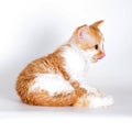 Kitten of breed Selkirk Rex red-white color on a light gray back