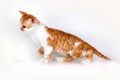 Kitten of breed Selkirk Rex red-white color on a light gray back