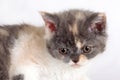 Kitten of breed Selkirk Rex tricolor color white background in t