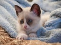 Kitten breed snowshoe, two monthes Royalty Free Stock Photo