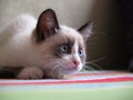 Kitten breed snowshoe, two monthes Royalty Free Stock Photo