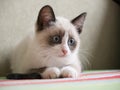 Kitten breed snowshoe, two monthes Royalty Free Stock Photo