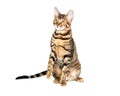 Kitten breed toyger