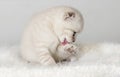 Kitten of British breed licks a paw Royalty Free Stock Photo