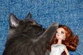 Kitten British breed playing with a doll girl on a blue couch. Funny cat face. Royalty Free Stock Photo
