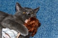 Kitten British breed playing with a doll girl on a blue couch. Funny cat face. Royalty Free Stock Photo