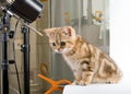 Kitten British breed, posing in studio.