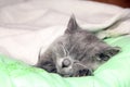 Maine Coon kitten sleep under blanket. Kitten of the British breed Royalty Free Stock Photo