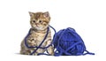 Kitten British Shorthair cat playing with a blue ball of wool Royalty Free Stock Photo
