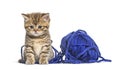 Kitten British Shorthair cat playing with a blue ball of wool Royalty Free Stock Photo