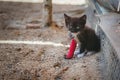 Kitten with broken leg Royalty Free Stock Photo