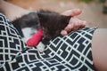 Kitten with broken leg