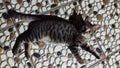 Kitten brown tabby relaxing in floor Royalty Free Stock Photo