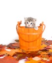 Kitten in a bucket Royalty Free Stock Photo