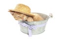 Kitten in bucket Royalty Free Stock Photo