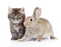 Kitten and bunny