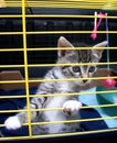 Kitten in cage. Royalty Free Stock Photo