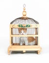 Kitten cage Royalty Free Stock Photo