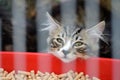 Kitten in a cage in a cat shelter awaiting a new home and good owner