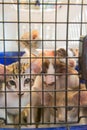 Kitten in cage Royalty Free Stock Photo