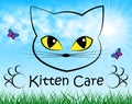 Kitten Care Means Look After And Cat