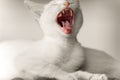 Kitten Cat Angry Royalty Free Stock Photo