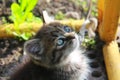 Mysterious look of a cute blue-eyed kitten
