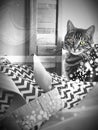 kitten cat cateye black&white monochrome artsy tabby catlady Royalty Free Stock Photo