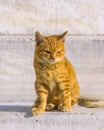 Kitten Cat at Marble Ruins, Athens Royalty Free Stock Photo