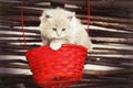 Red kitty in the basket