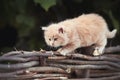 Cat on the tree Royalty Free Stock Photo